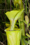 Green pitcherplant